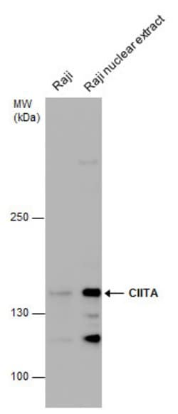 CIITA Polyclonal Antibody:Antibodies, Polyclonal