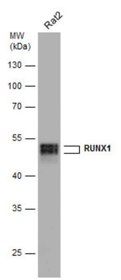 Invitrogen RUNX1 Polyclonal Antibody 100 &mu;L; Unconjugated:Antibodies,
