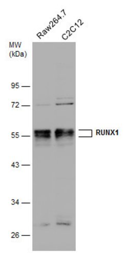 Invitrogen RUNX1 Polyclonal Antibody 100 &mu;L; Unconjugated:Antibodies,
