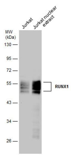 Invitrogen RUNX1 Polyclonal Antibody 100 &mu;L; Unconjugated:Antibodies,