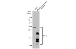 Invitrogen IGF2 Polyclonal Antibody 100 &mu;L; Unconjugated:Antibodies,