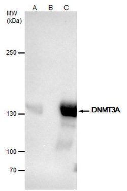 Invitrogen DNMT3A Polyclonal Antibody 100 &mu;L; Unconjugated:Antibodies,
