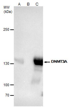 Invitrogen DNMT3A Polyclonal Antibody 100 &mu;L; Unconjugated:Antibodies,