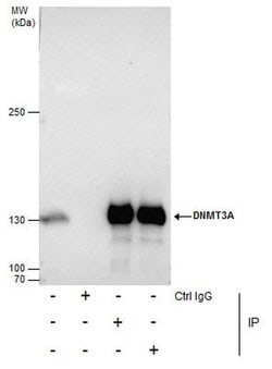 Invitrogen DNMT3A Polyclonal Antibody 100 &mu;L; Unconjugated:Antibodies,