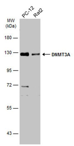 Invitrogen DNMT3A Polyclonal Antibody 100 &mu;L; Unconjugated:Antibodies,