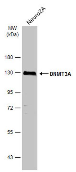 Invitrogen DNMT3A Polyclonal Antibody 100 &mu;L; Unconjugated:Antibodies,