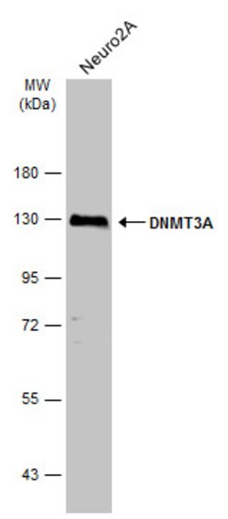 Invitrogen DNMT3A Polyclonal Antibody 100 &mu;L; Unconjugated:Antibodies,