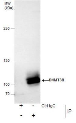 Invitrogen DNMT3B Polyclonal Antibody 100 &mu;L; Unconjugated:Antibodies,