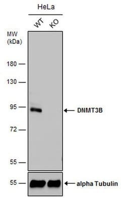 Invitrogen DNMT3B Polyclonal Antibody 100 &mu;L; Unconjugated:Antibodies,