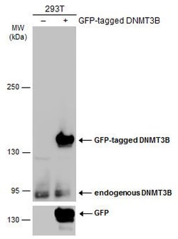 Invitrogen DNMT3B Polyclonal Antibody 100 &mu;L; Unconjugated:Antibodies,
