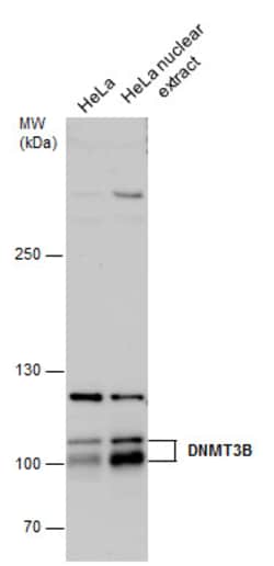 Invitrogen DNMT3B Polyclonal Antibody 100 &mu;L; Unconjugated:Antibodies,