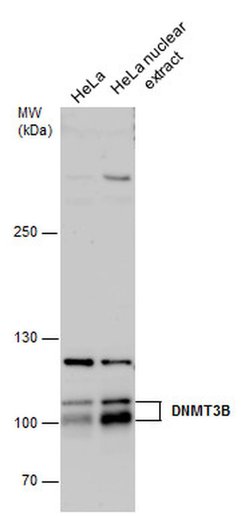 Invitrogen DNMT3B Polyclonal Antibody 100 &mu;L; Unconjugated:Antibodies,