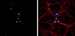 Invitrogen PROX1 Polyclonal Antibody 100 &mu;L; Unconjugated:Antibodies,