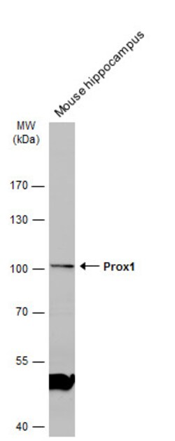 Invitrogen PROX1 Polyclonal Antibody 100 &mu;L; Unconjugated:Antibodies,