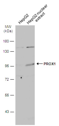 Invitrogen PROX1 Polyclonal Antibody 100 &mu;L; Unconjugated:Antibodies,