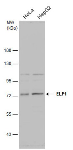 Invitrogen ELF1 Polyclonal Antibody 100 &mu;L; Unconjugated:Antibodies,