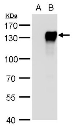 Invitrogen NFATC4 Polyclonal Antibody 100 &mu;L; Unconjugated:Antibodies,