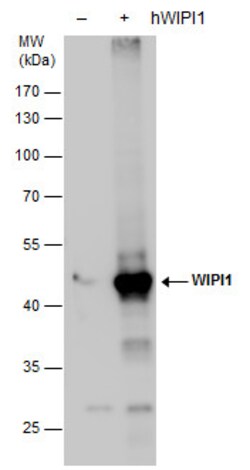Invitrogen WIPI1 Polyclonal Antibody 100 &mu;L | Buy Online | Invitrogen&trade; | Fisher Scientific