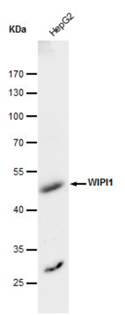 Invitrogen WIPI1 Polyclonal Antibody 100 &mu;L | Buy Online | Invitrogen&trade; | Fisher Scientific
