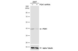 Invitrogen UBC9 Polyclonal Antibody 100 &mu;L; Unconjugated:Antibodies,