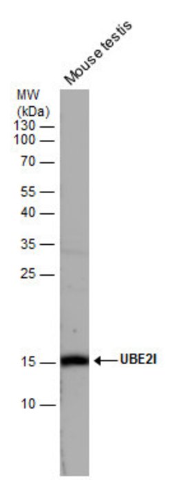 Invitrogen UBC9 Polyclonal Antibody 100 &mu;L; Unconjugated:Antibodies,