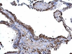 Invitrogen BDP Polyclonal Antibody 100 &mu;L; Unconjugated:Antibodies,