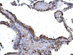Invitrogen BDP Polyclonal Antibody 100 &mu;L; Unconjugated:Antibodies,