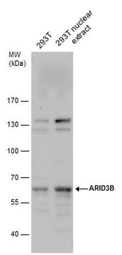 Invitrogen BDP Polyclonal Antibody 100 &mu;L; Unconjugated:Antibodies,