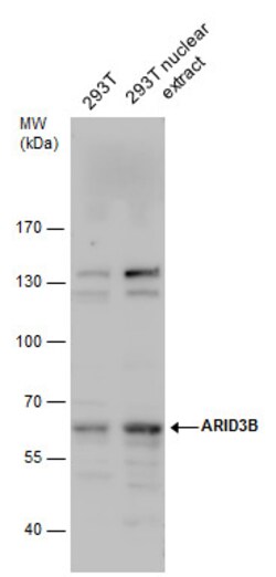 Invitrogen BDP Polyclonal Antibody 100 &mu;L; Unconjugated:Antibodies,