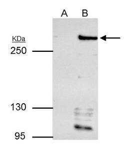 Invitrogen ARID1A Polyclonal Antibody 100 &mu;L | Buy Online | Invitrogen&trade; | Fisher Scientific