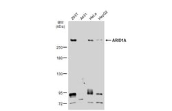 Invitrogen ARID1A Polyclonal Antibody 100 &mu;L | Buy Online | Invitrogen&trade; | Fisher Scientific
