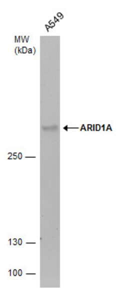 Invitrogen ARID1A Polyclonal Antibody 100 &mu;L | Buy Online | Invitrogen&trade; | Fisher Scientific