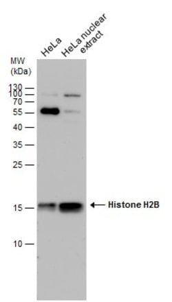 Invitrogen Histone H2B Polyclonal Antibody 100 &mu;L; Unconjugated:Antibodies,