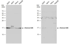 Invitrogen Histone H2B Polyclonal Antibody 100 &mu;L; Unconjugated:Antibodies,