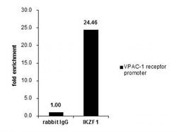 Invitrogen IKAROS Polyclonal Antibody 100 &mu;L; Unconjugated:Antibodies,