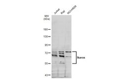 Invitrogen IKAROS Polyclonal Antibody 100 &mu;L; Unconjugated:Antibodies,