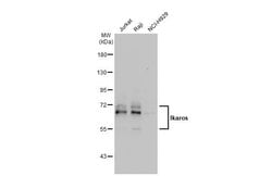 Invitrogen IKAROS Polyclonal Antibody 100 &mu;L; Unconjugated:Antibodies,