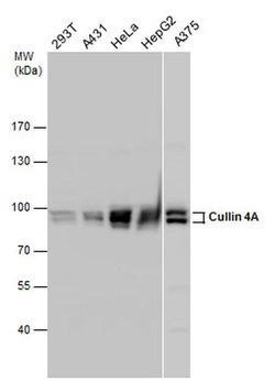 Invitrogen Cullin 4A Polyclonal Antibody 100 &mu;L; Unconjugated:Antibodies,