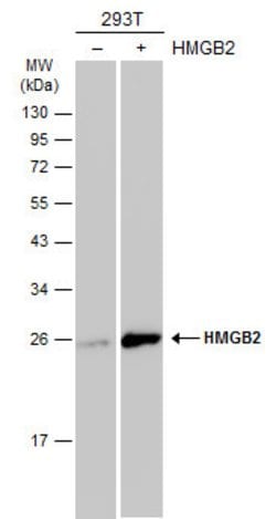 Invitrogen HMGB2 Polyclonal Antibody 100 &mu;L; Unconjugated:Antibodies,