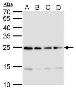 Invitrogen HMGB2 Polyclonal Antibody 100 &mu;L; Unconjugated:Antibodies,