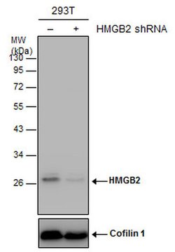 Invitrogen HMGB2 Polyclonal Antibody 100 &mu;L; Unconjugated:Antibodies,