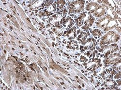 Invitrogen Histone H3 Polyclonal Antibody 100 &mu;L; Unconjugated:Antibodies,