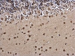 Invitrogen Histone H3 Polyclonal Antibody 100 &mu;L; Unconjugated:Antibodies,