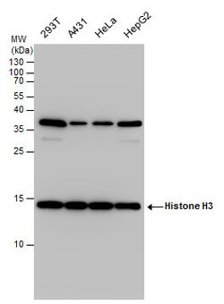 Invitrogen Histone H3 Polyclonal Antibody 100 &mu;L; Unconjugated:Antibodies,