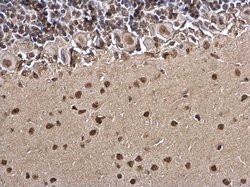 Invitrogen Histone H3 Polyclonal Antibody 100 &mu;L; Unconjugated:Antibodies,