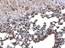 Invitrogen Histone H3 Polyclonal Antibody 100 &mu;L; Unconjugated:Antibodies,