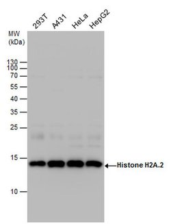 Invitrogen HIST2H2AA3 Polyclonal Antibody 100 &mu;L; Unconjugated:Antibodies,