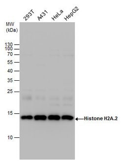 Invitrogen HIST2H2AA3 Polyclonal Antibody 100 &mu;L; Unconjugated:Antibodies,
