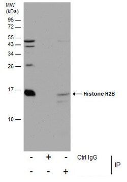 Invitrogen Histone H2B Polyclonal Antibody 100 &mu;L; Unconjugated:Antibodies,