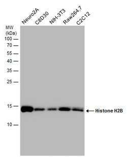 Invitrogen Histone H2B Polyclonal Antibody 100 &mu;L; Unconjugated:Antibodies,